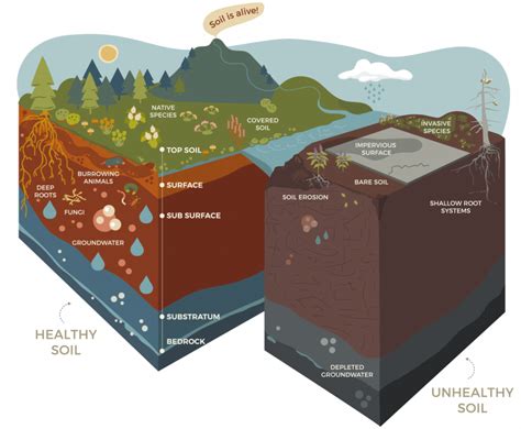 Healthy Soil - Tualatin Soil and Water Conservation District