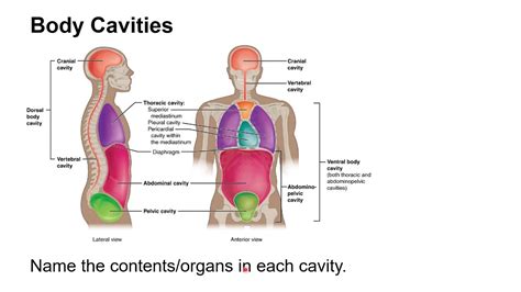 Body Cavities Labeling Worksheet