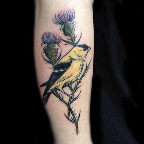 Evan on Instagram: “A golden finch in some lavender thistle for Stephen. Thank you ...