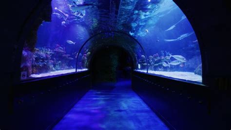 SHREVEPORT AQUARIUM | Your Audio Tour