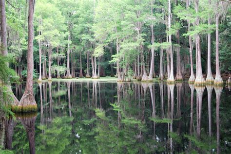 Cypress Tree Swamp **Seen in EXPLORE 7/26/2010 (Front Page)** | Cypress trees and Explore