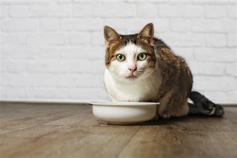 The 25 Best Senior Cat Food for Older Cats - Cat Life Daily