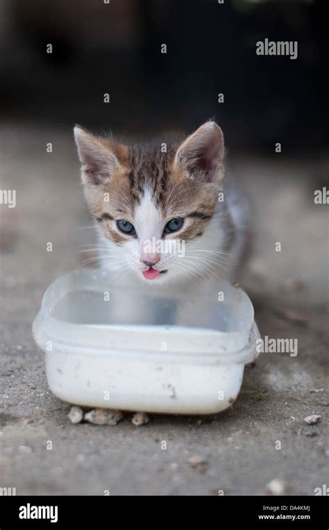 kitten drinks milk Stock Photo - Alamy