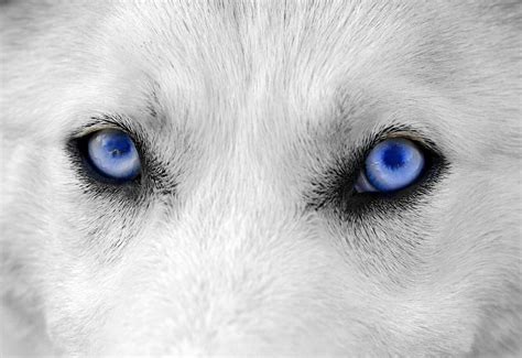 The EYES have it. | Wolf with blue eyes, Puppy dog eyes, Wolf eyes