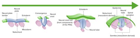 Development of the Nervous System and Face | Concise Medical Knowledge