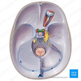 Optic chiasm: Anatomy and function | Kenhub