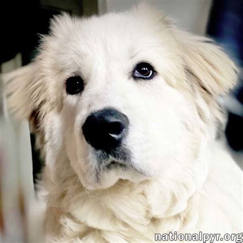 Dog adoption in Rockville, MD 20850: Great Pyrenees (long coat) Dog "Elvis in MD - Loves Cuddles ...