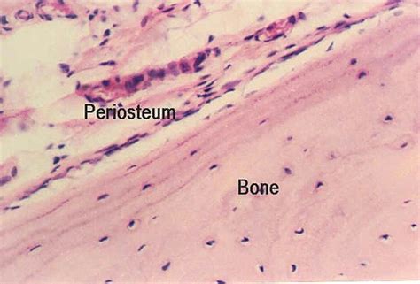 SPONGY BONE HISTOLOGY | Microanatomy Web Atlas | Gwen V. Childs, Ph.D.