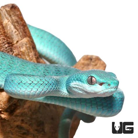 Blue Komodo Island Viper (Trimeresurus insularis) For Sale - Underground Reptiles