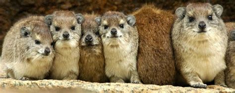 Hyrax Huddle – October 2012 @ Michael Despines Photography