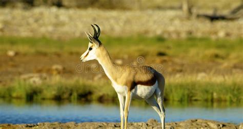 This Antelope is Prey for Predators. Stock Image - Image of animals, white: 189132595