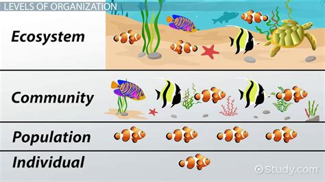 31 Components Of An Ecosystem Worksheet Answers - support worksheet