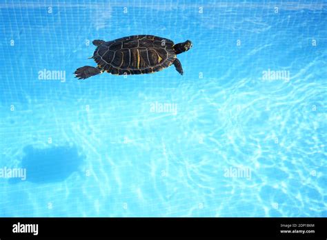 Water turtle swimming on a blue swimming pool Stock Photo - Alamy