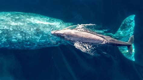 Baby gray whale swims with mother off Southern California