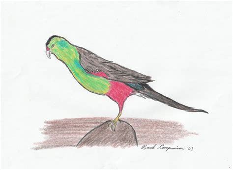 Paradise Parrot - 2001 by markthepencilguy on DeviantArt