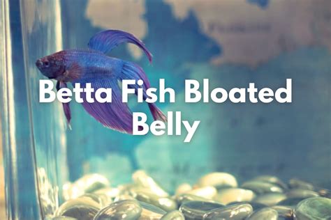 Betta Fish Bloated Belly - Causes, Symptoms and Recommended Treatment - The Aqua Advisor