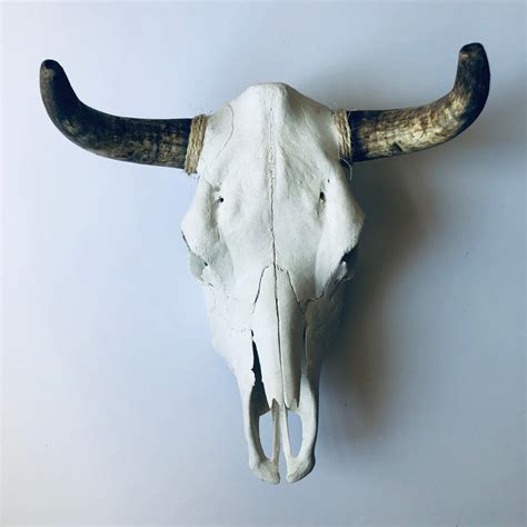 Genuine Taxidermy Cow Skull – MackenzieBryant&Co