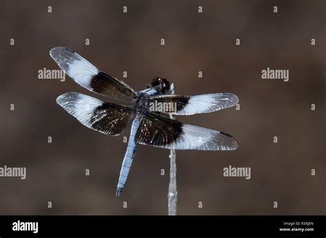 Widow Skimmer, Libellula luctuosa, male Stock Photo - Alamy