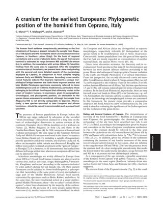 A cranium for the earliest europeans: phylogenetic position of the ...