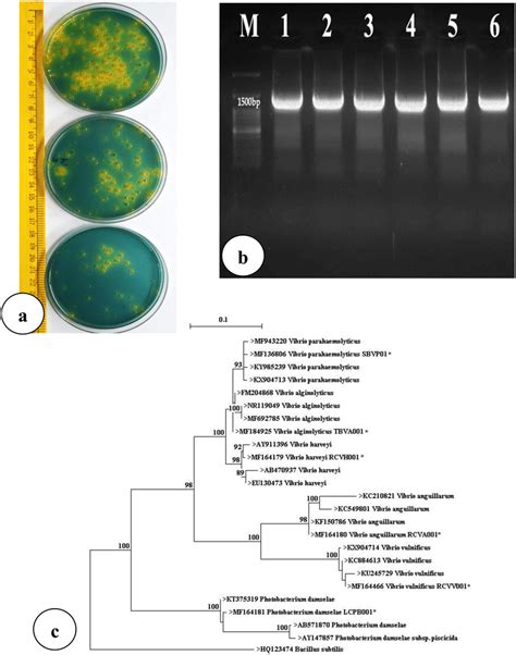 Characterization of Vibrio species a Different size and shape of yellow ...