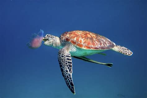 Green Sea Turtle Eating Jellyfish by Ai Angel Gentel