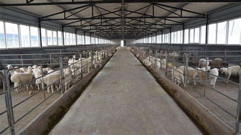 Steel Structure Sheep Shed – Luoyang Trond Steel Structure Engineering Co.,LTD