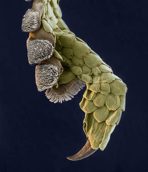 Geckofuss 120x Courtesy of Oliver Meckes This image shows the tip of a gecko’s leg. The white ...