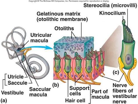 Otolithic Membrane