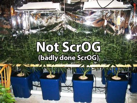 LBH's Famous ScrOG Tutorial | Grow Weed Easy