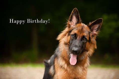 White German Shepherd Happy Birthday