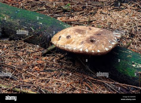 purple boletus - edible mushroom Stock Photo - Alamy