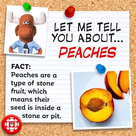 4 things you didn’t know about peaches | Explore | Awesome Activities & Fun Facts | CBC Kids