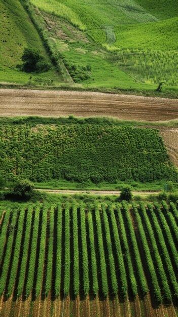 Premium Photo | Rural farmland with crops