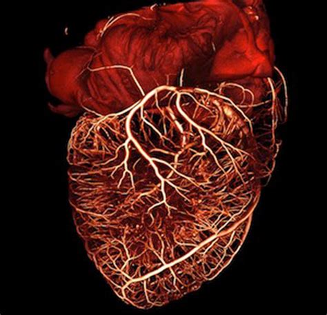 Heart Tissue Regeneration through Cell Cycle Tweaks