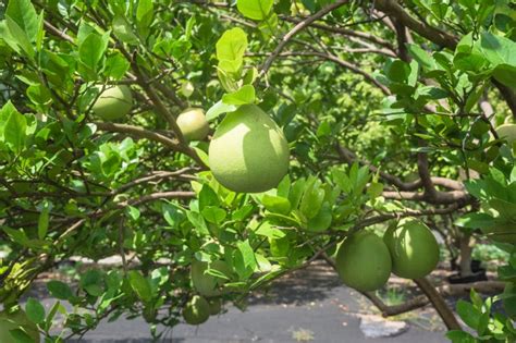 Guava Flower » More Than a Pretty Bloom