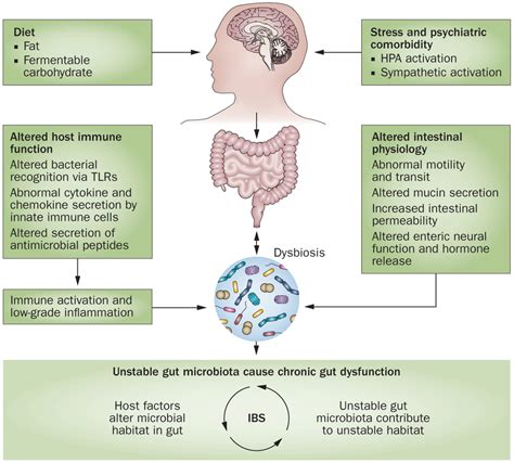 The Neuroendocrine System of the Gut and the Brain-Gut Axis | SJFM