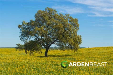 Cork Oak Tree Guide: How to Grow & Care for "Quercus Suber"