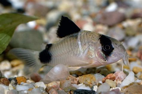 Corydoras Catfish | PetGuide