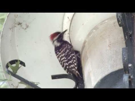 Nuttall's Woodpecker - Front Range Birding Company