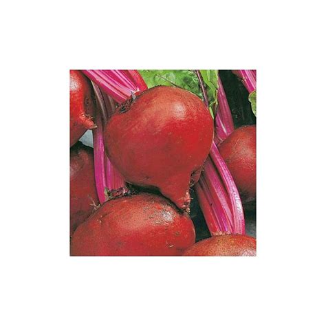 Beetroot Detroit Seeds - great all around beetroot with large bulbs