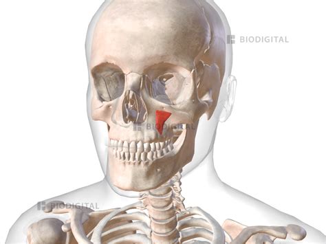 Left levator anguli oris | BioDigital Anatomy