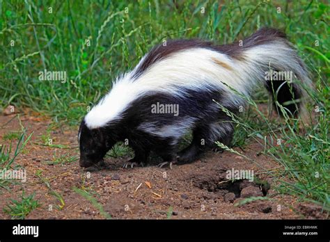 striped skunk (Mephitis mephitis), on the feed, USA Stock Photo - Alamy