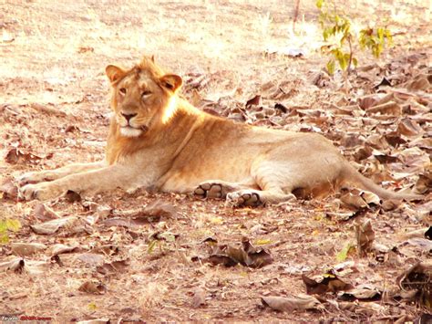 Visit to Gir forest - the only natural habitat for Asiatic Lion! - Page ...