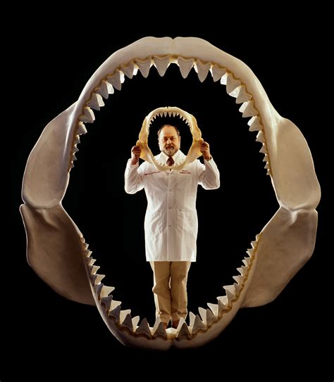 The Real Megalodon: Prehistoric Shark Behind Doc Uproar