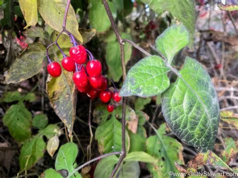 Red Berries - Edible or Not Edible? - GettyStewart.com