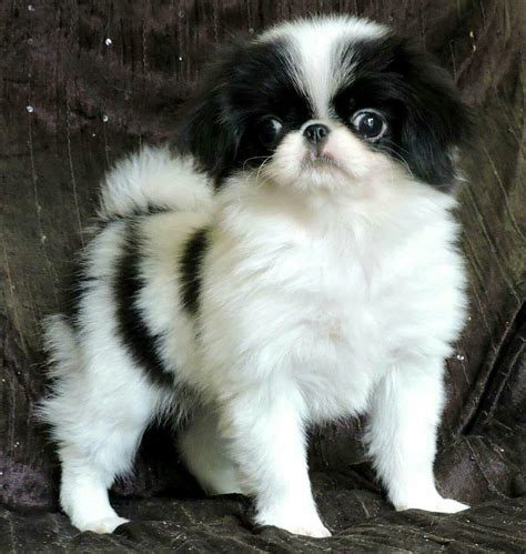 Japanese Chin puppy | Japanese chin puppies, Japanese chin, Japanese ...