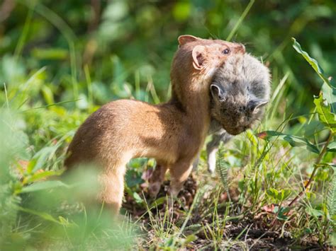 10 Fun & Interesting Facts about Weasels - VIVO Pets