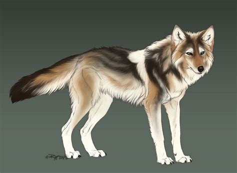 Coywolf by markedwolf on DeviantArt