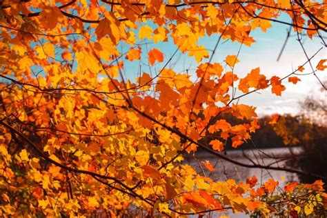 Pennsylvania Fall Foliage 2021: When To See Fall's Best Colors