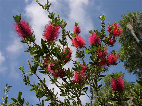 outdoorscribe: Bottle brush tree a little late blooming this year, but ...